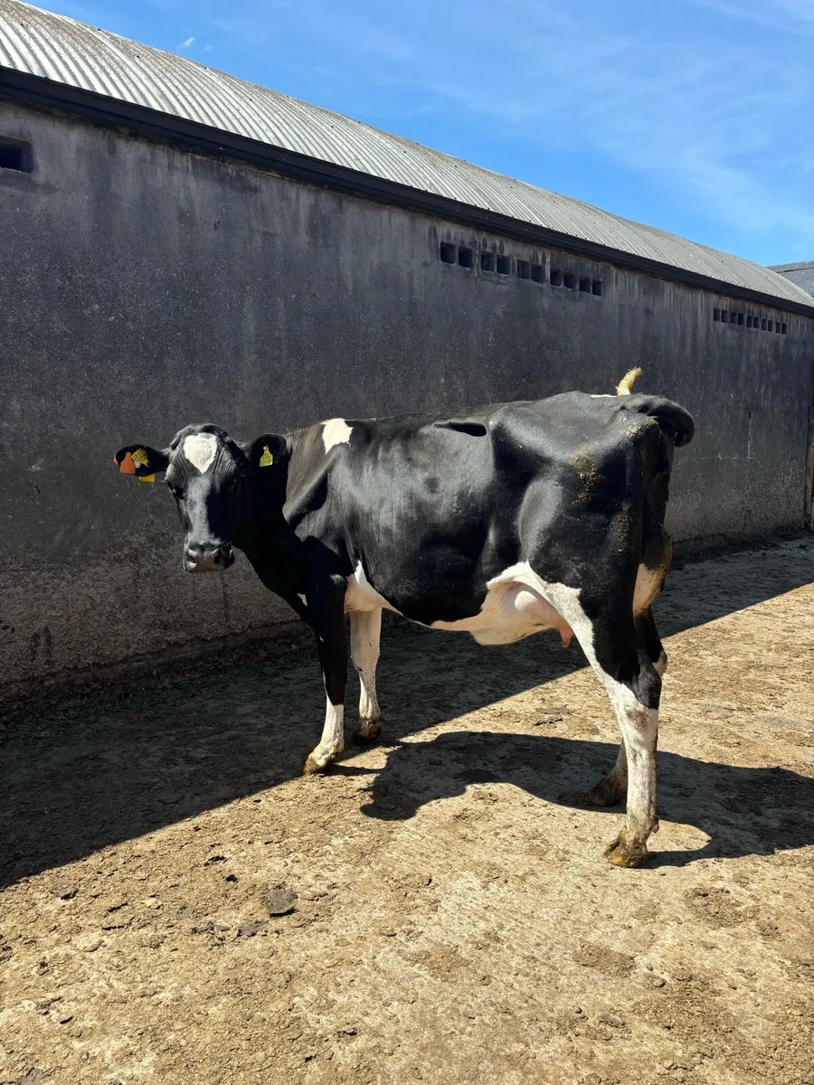 Freshly calved 2nd calver - Image 4