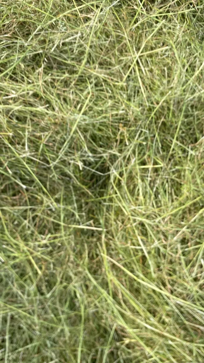 Haylage - Image 1