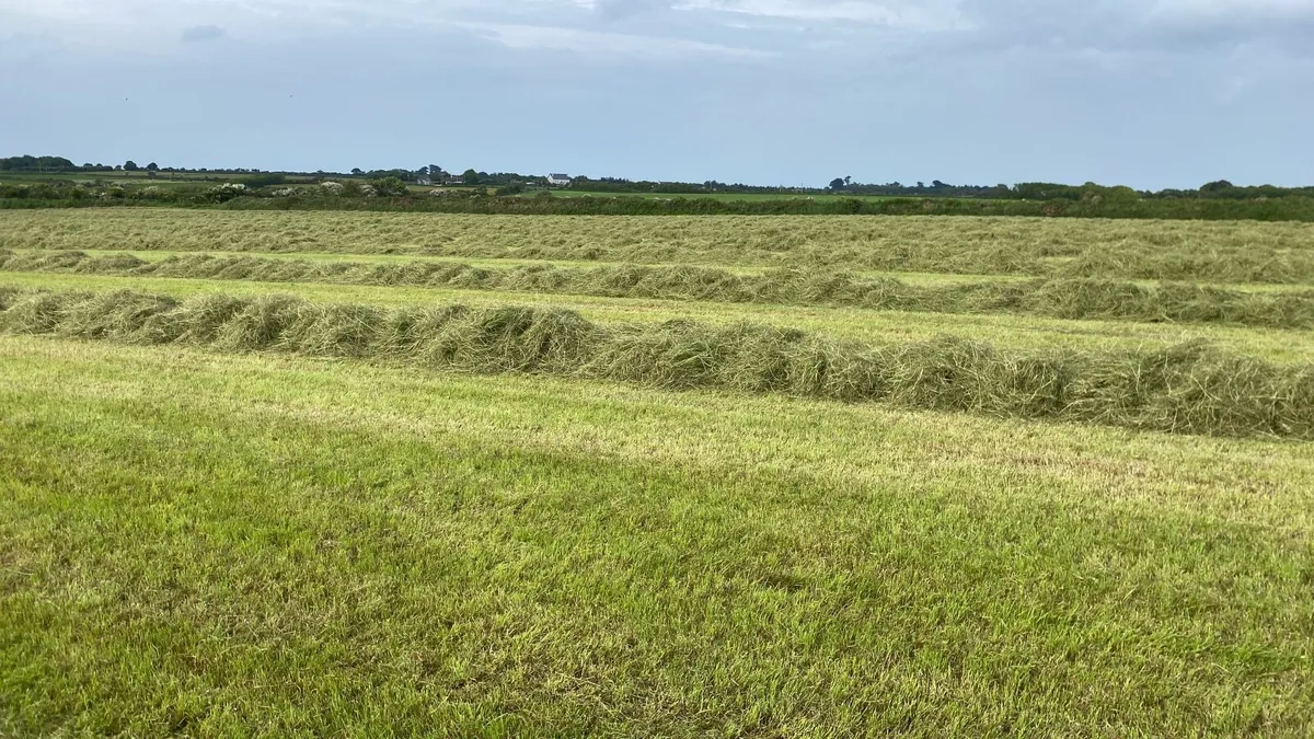 Haylage - Image 2
