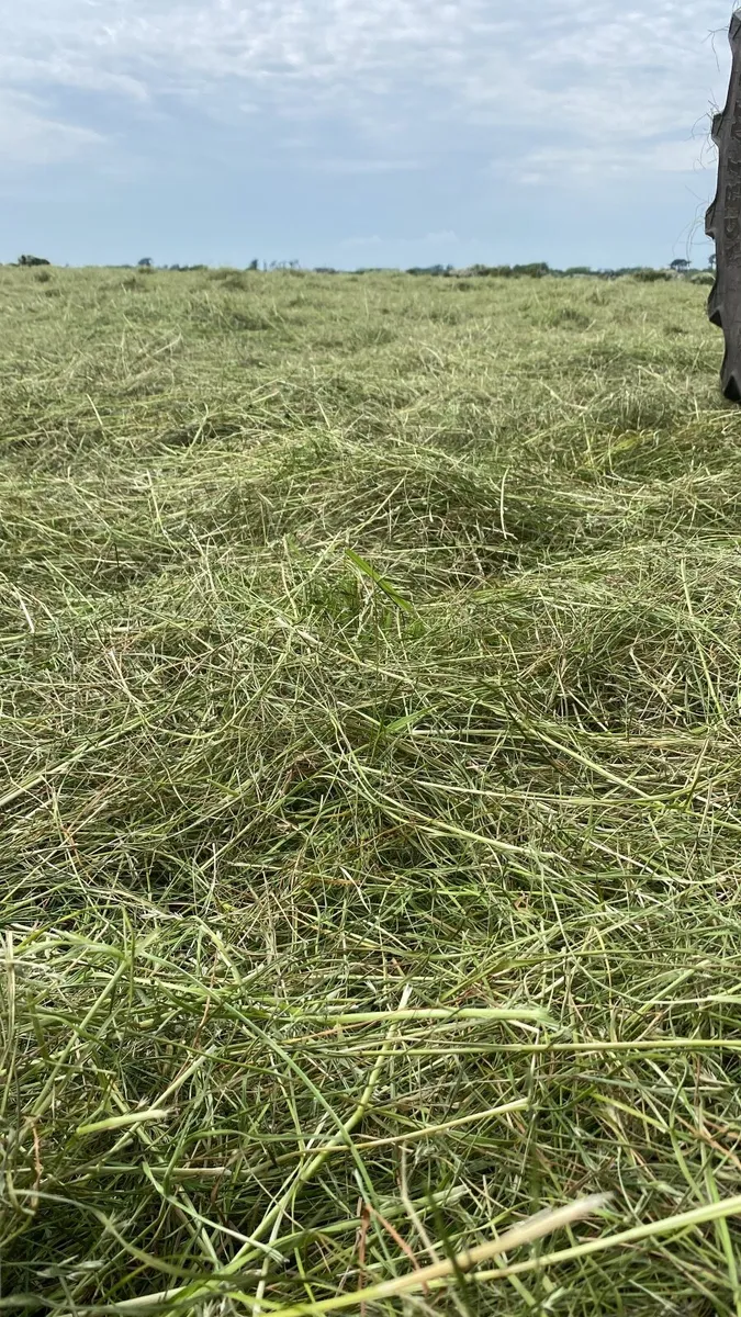 Haylage - Image 4