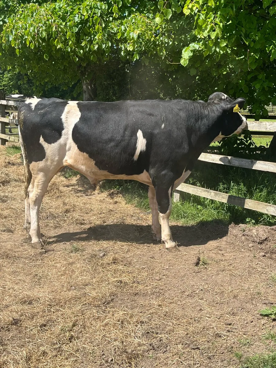 Service Age Hol Fr Bulls - Image 1
