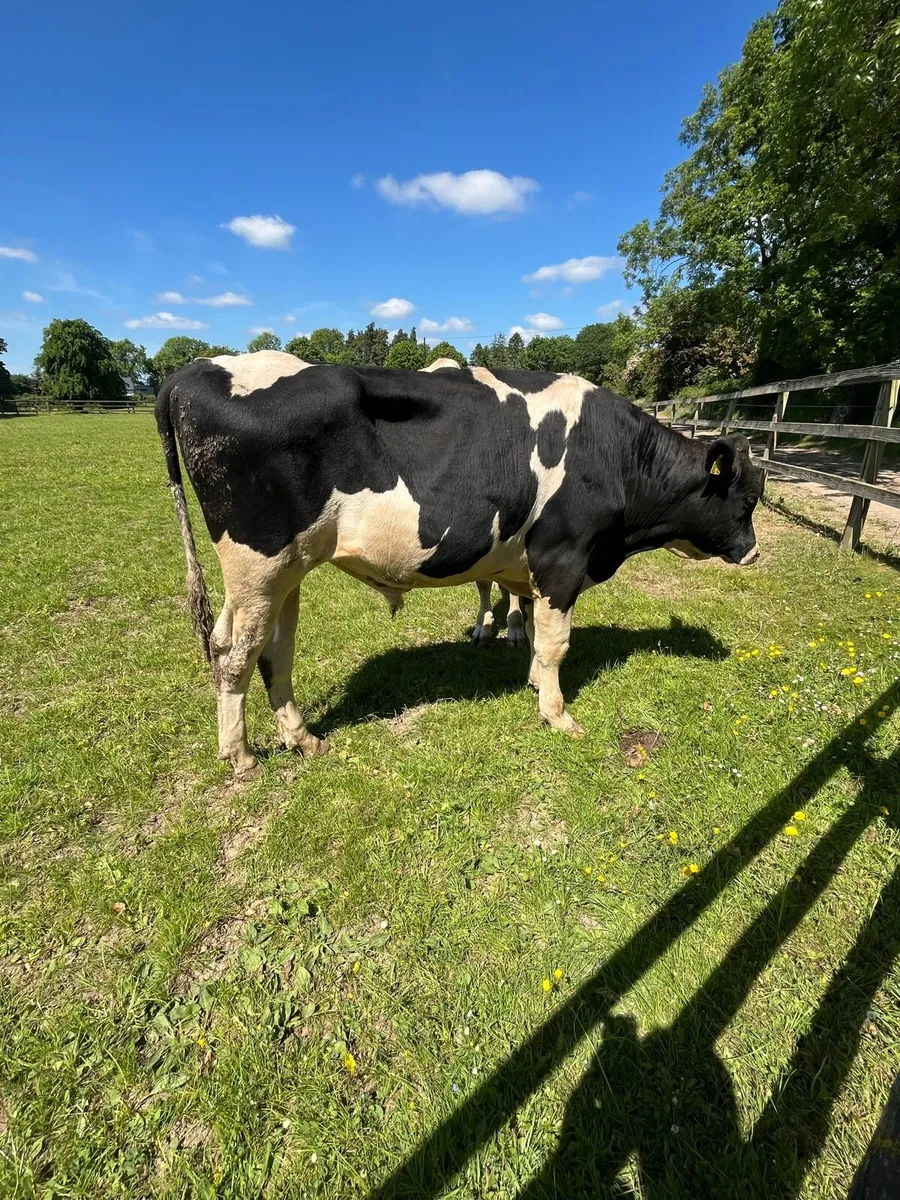Service Age Hol Fr Bulls - Image 2