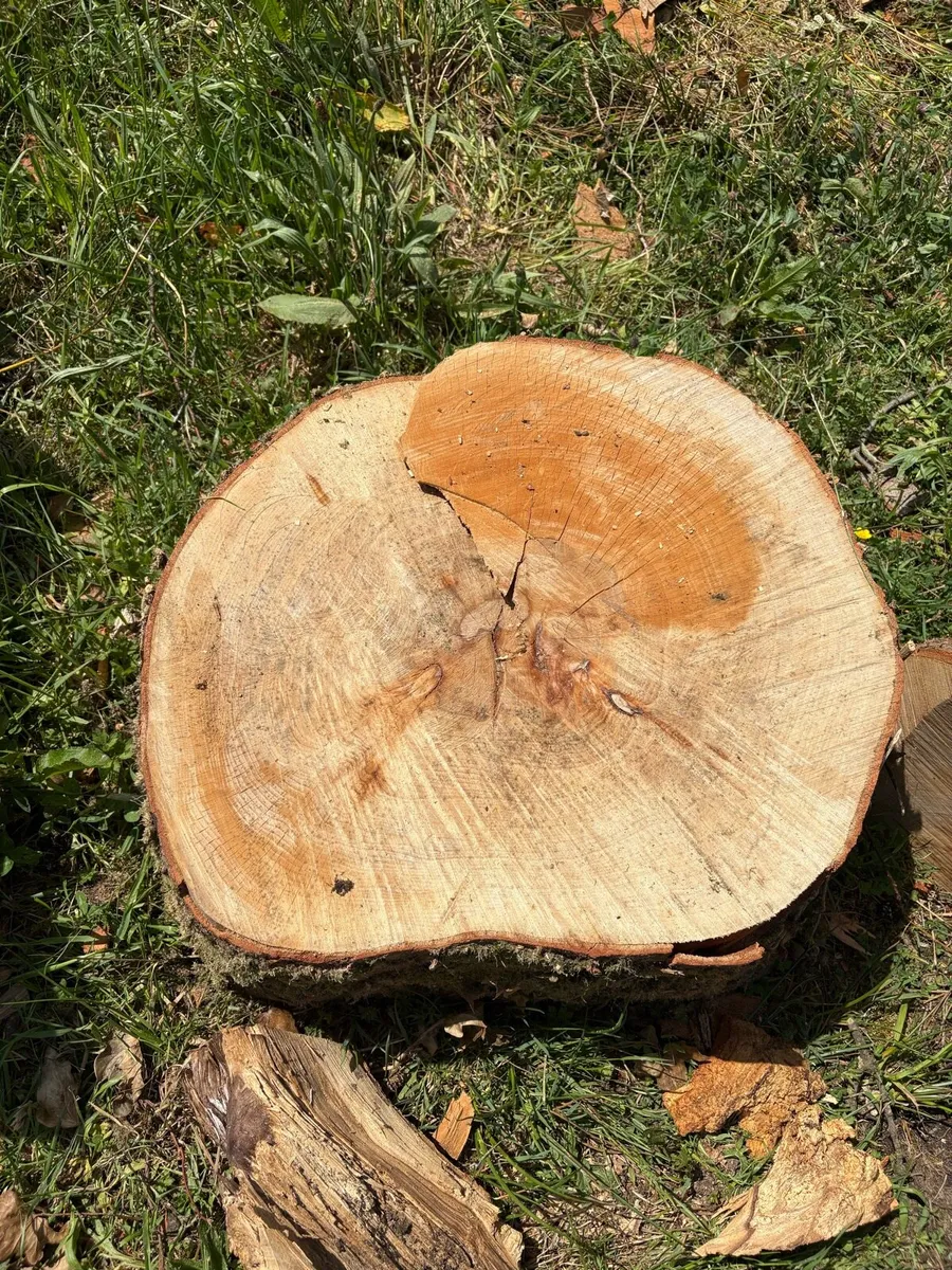 Hardwood Beech Timber - Image 3