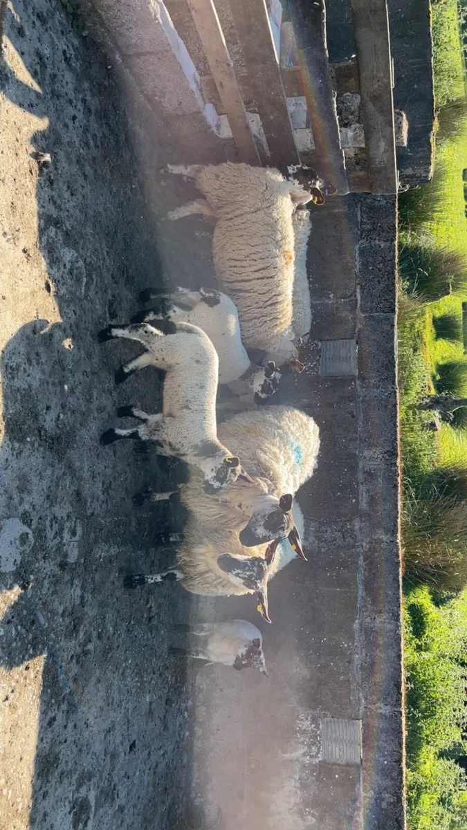 Omagh Mart 24 May 2025 - Image 1