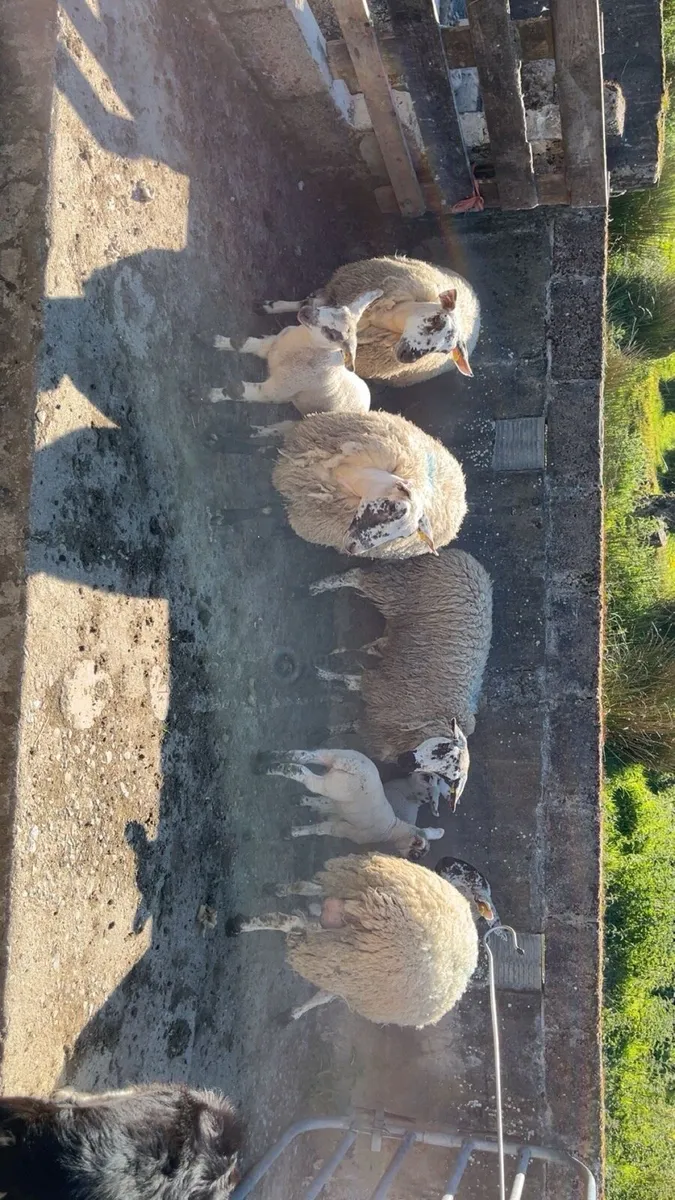 Omagh Mart 24 May 2025 - Image 2