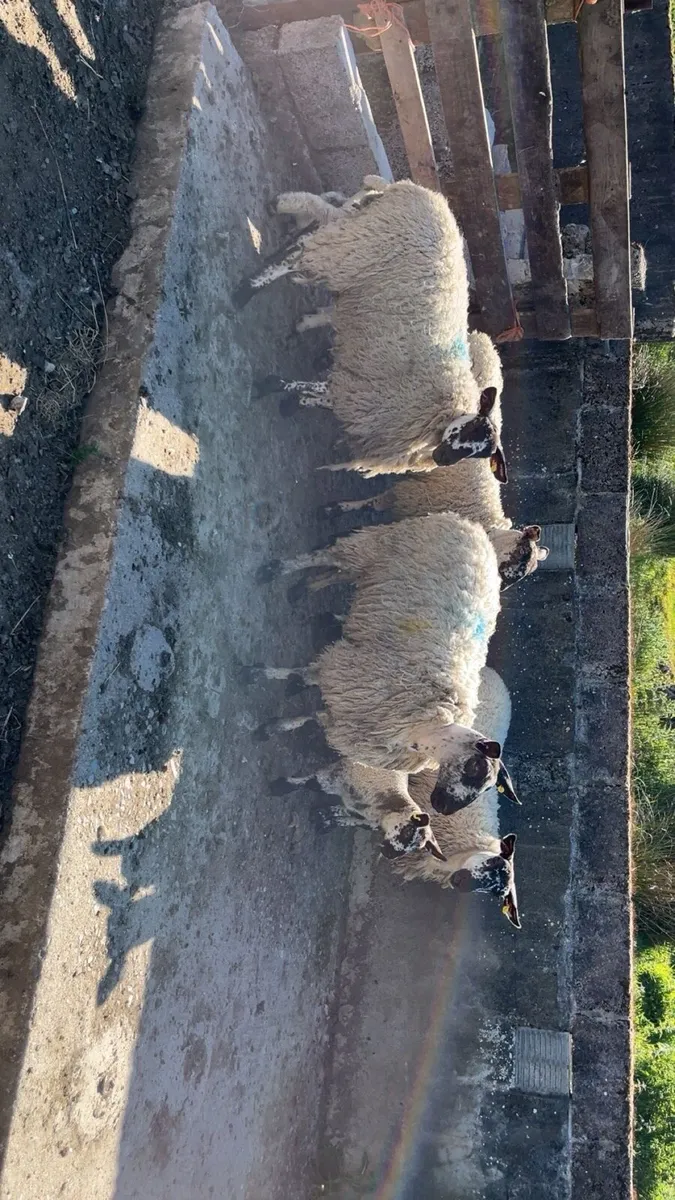 Omagh Mart 24 May 2025 - Image 3