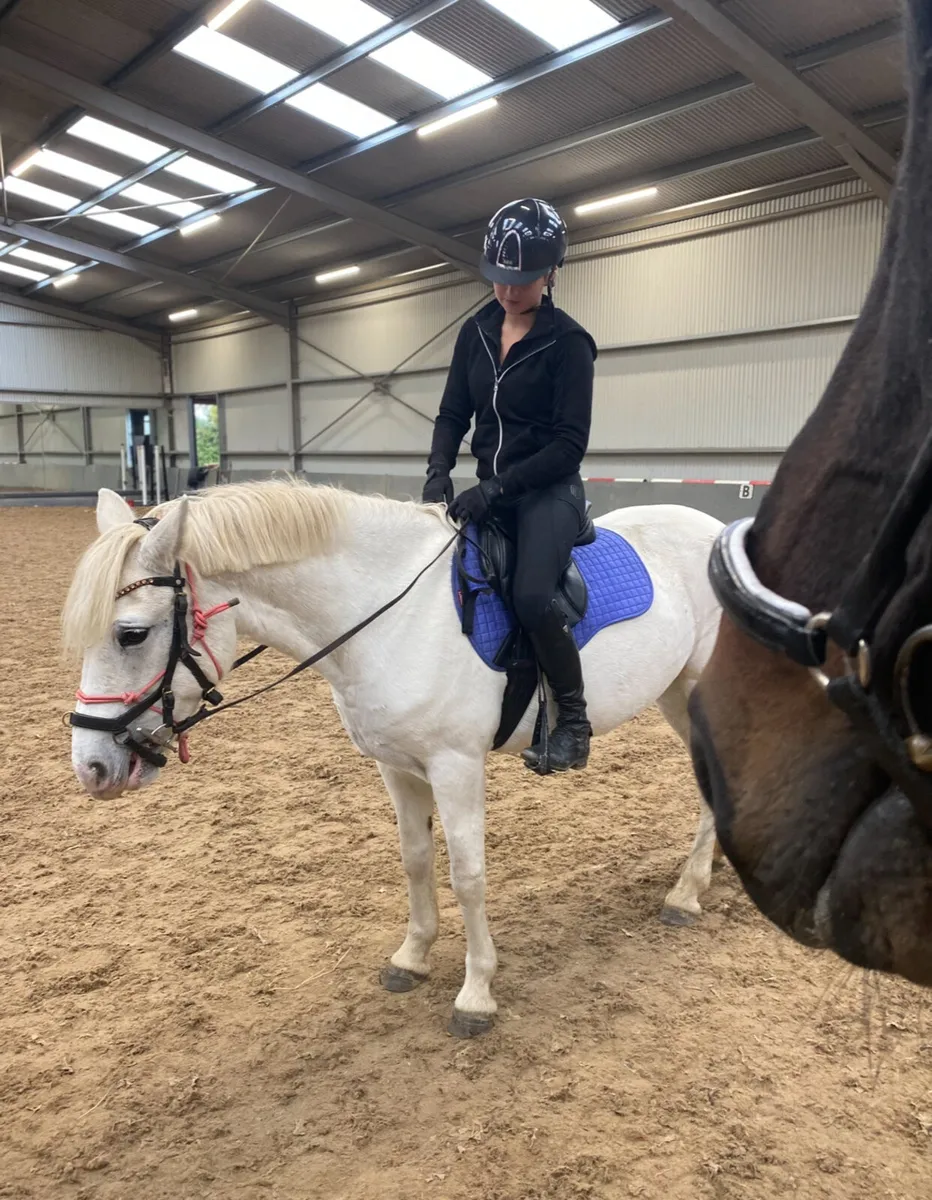 Beautiful 9 yrs old Connemara mare available - Image 1