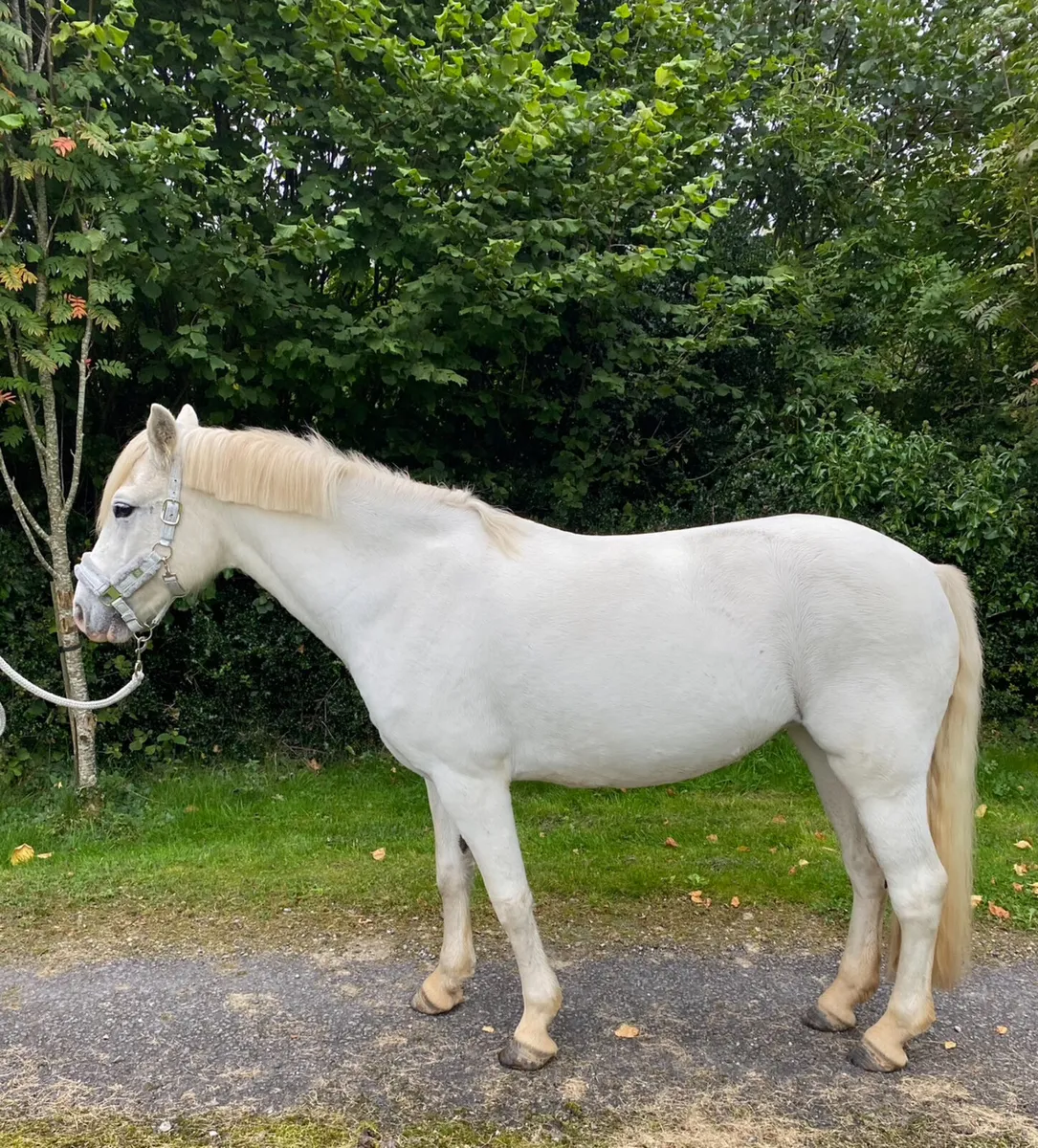 Beautiful 9 yrs old Connemara mare available - Image 2