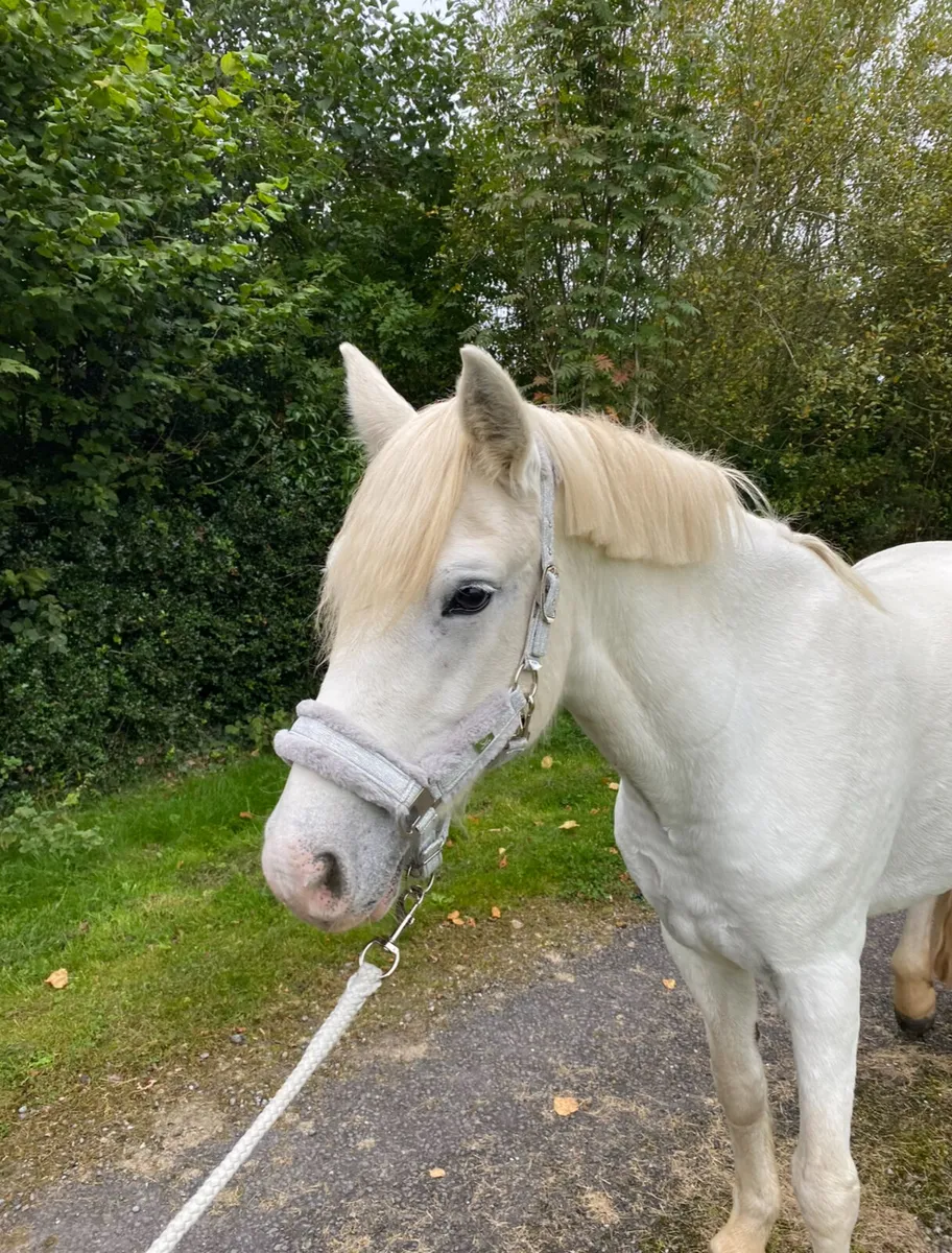 Beautiful 9 yrs old Connemara mare available - Image 3