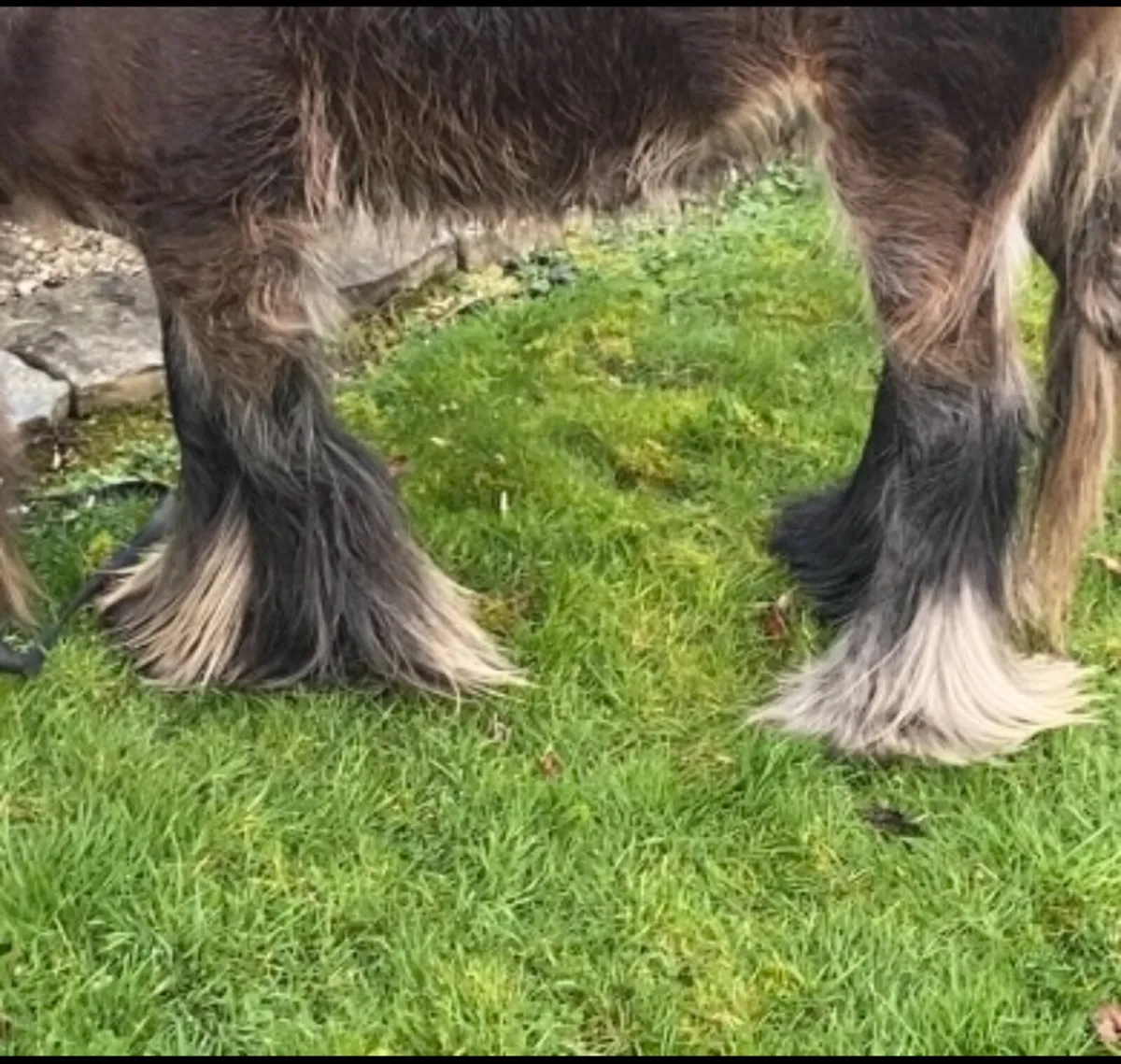 Little  stallon  pony for sale - Image 2