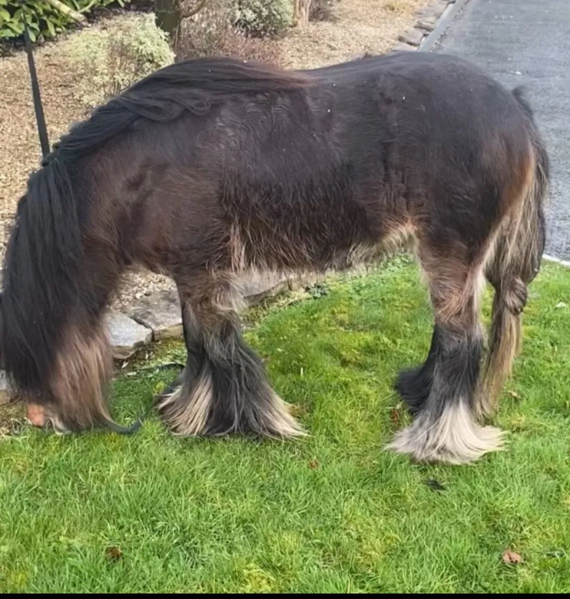 Little  stallon  pony for sale - Image 3