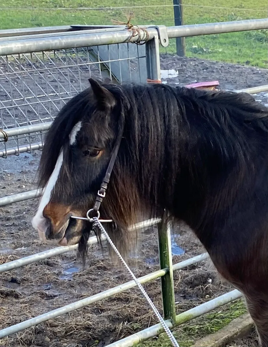 Little  stallon  pony for sale - Image 4