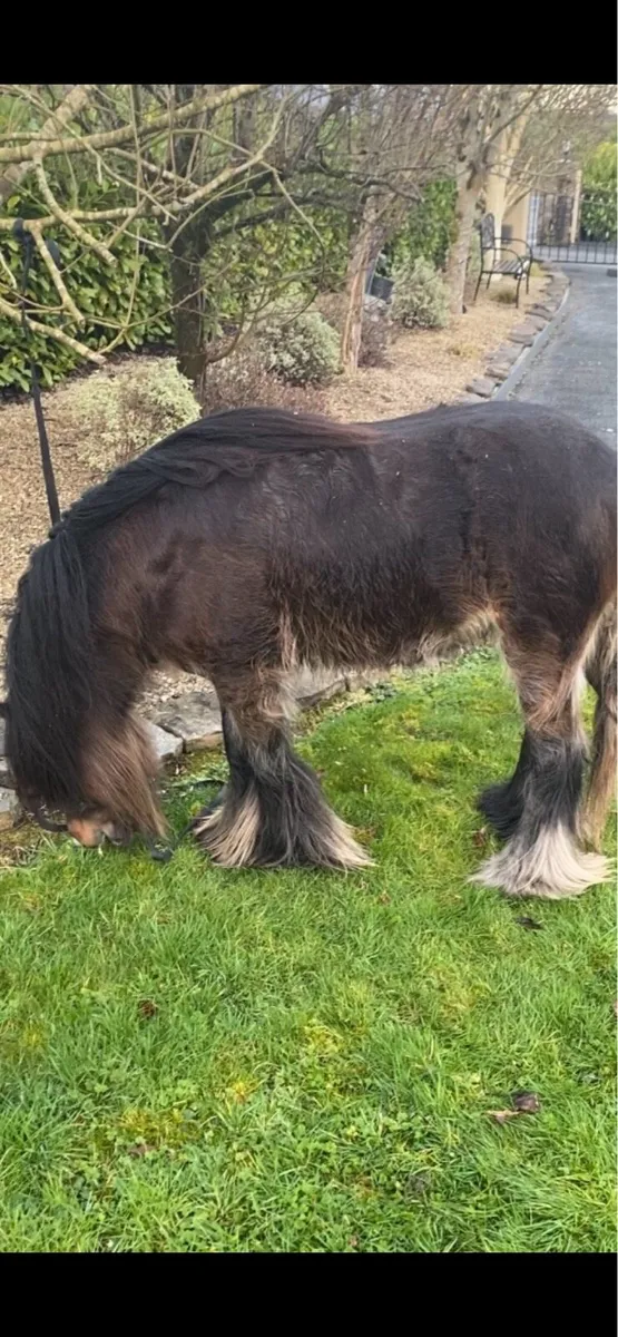 Little  stallon  pony for sale - Image 1