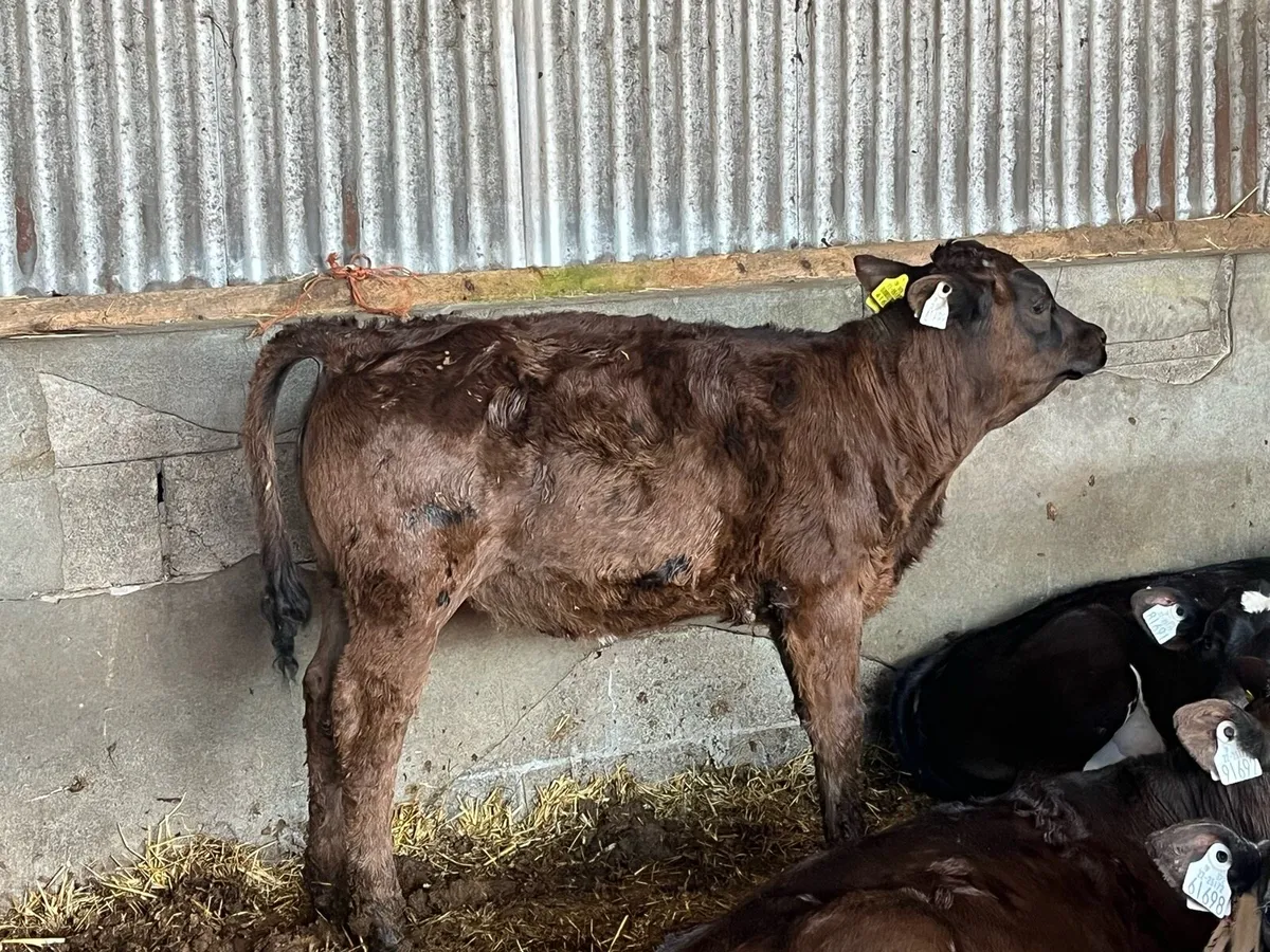 10 Limousin and Aubrac heifer calves