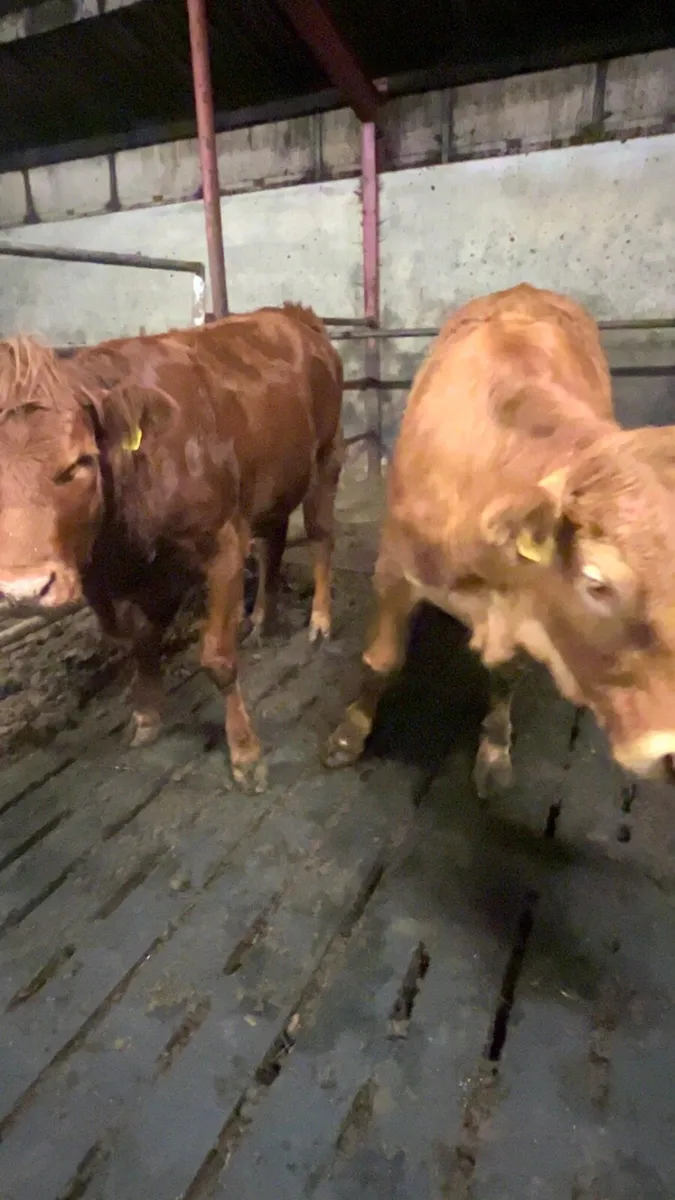Heifer - Image 1