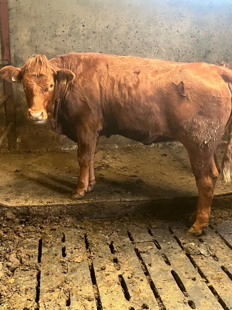 Heifer - Image 2
