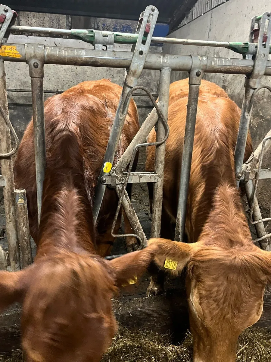 Heifer - Image 3