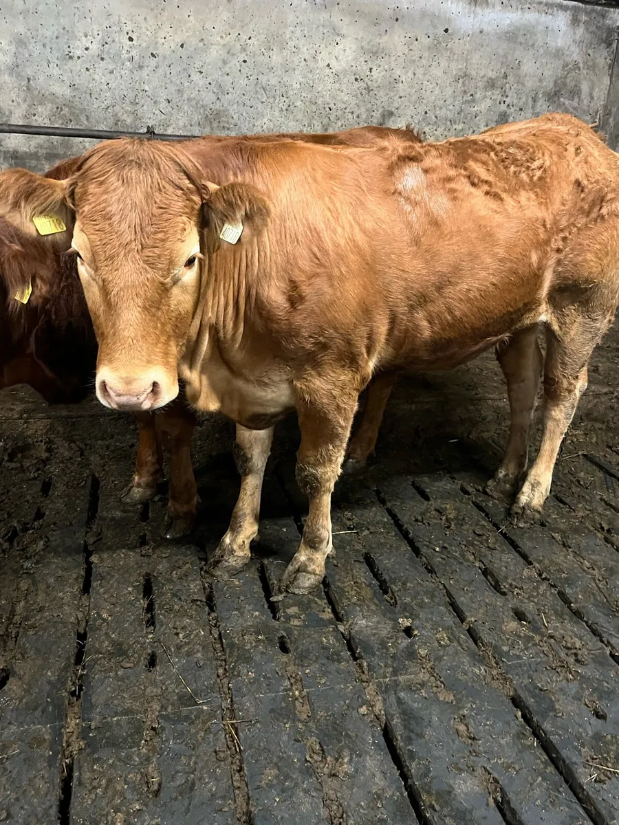 Heifer - Image 4