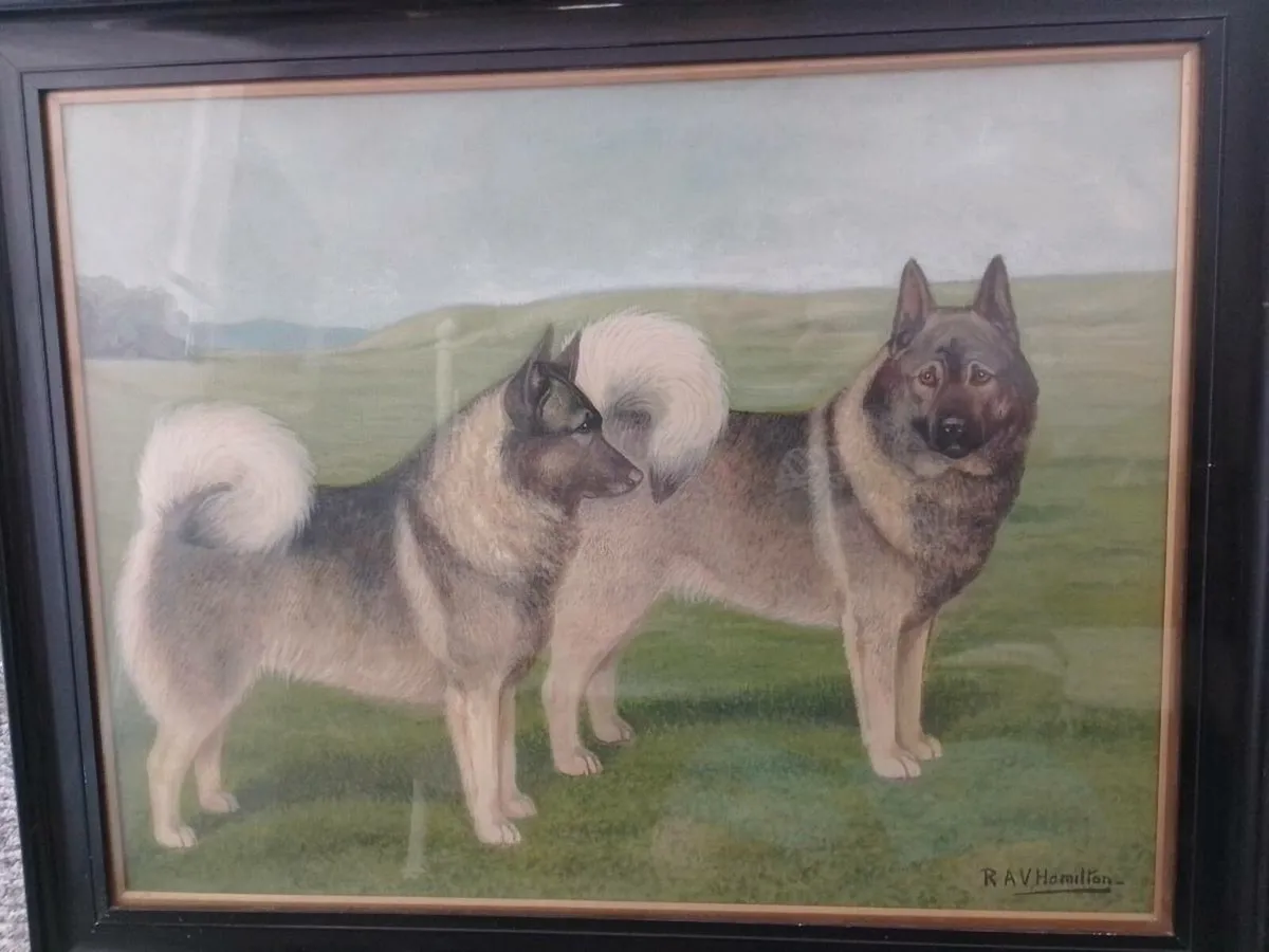 R.A.V Hamilton elkhound signed kennel club - Image 1