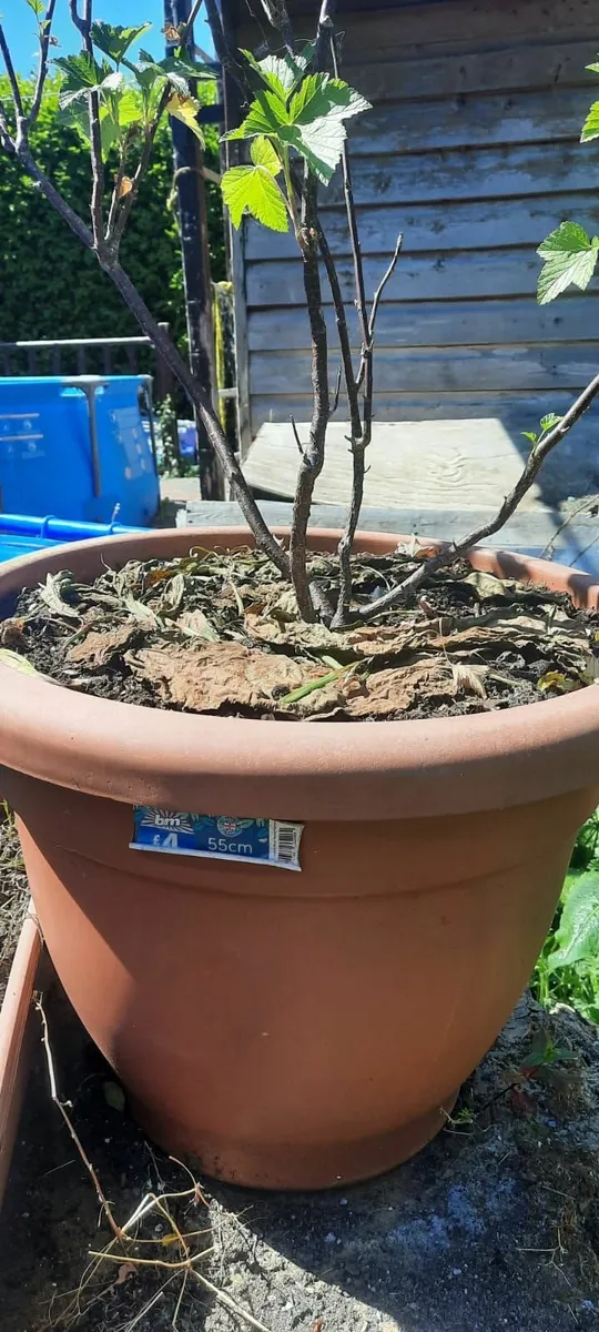 Fruit trees - Image 1