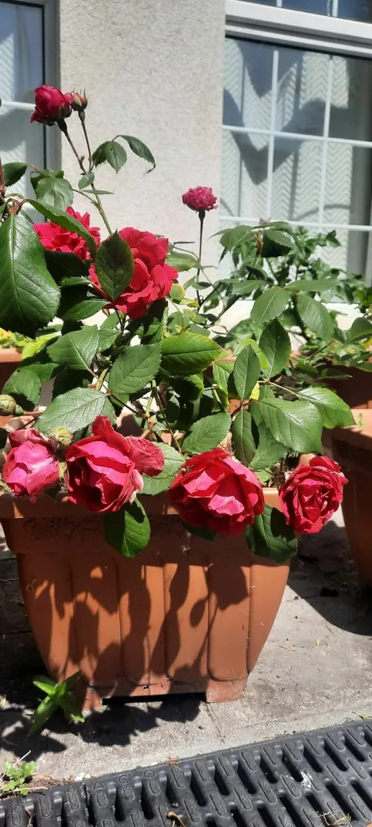 Fruit trees - Image 2
