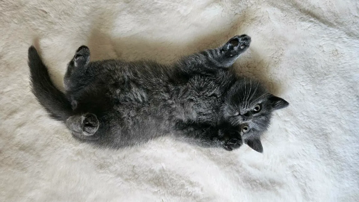 Kittens - Image 3