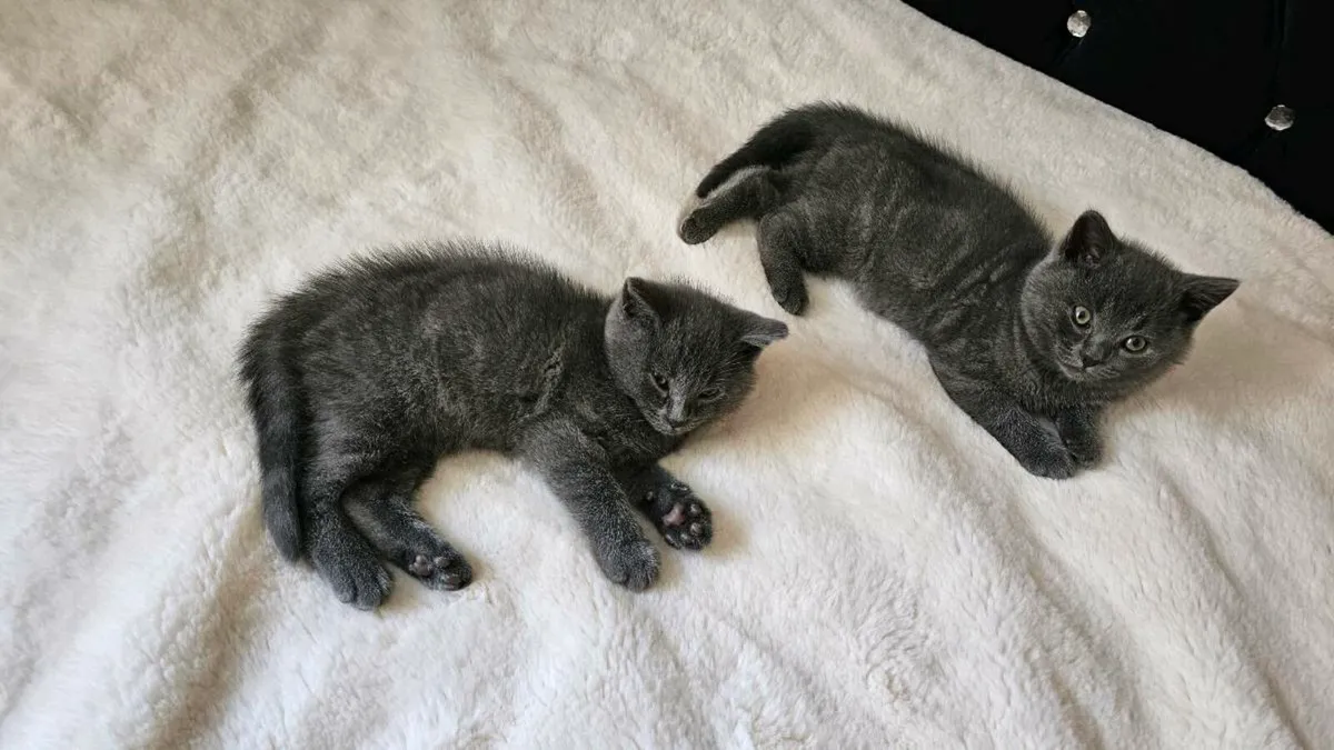 Kittens - Image 4