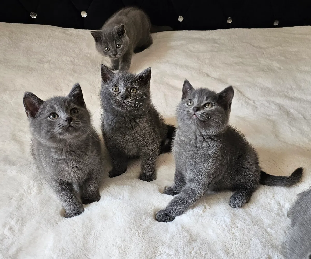 Kittens - Image 2