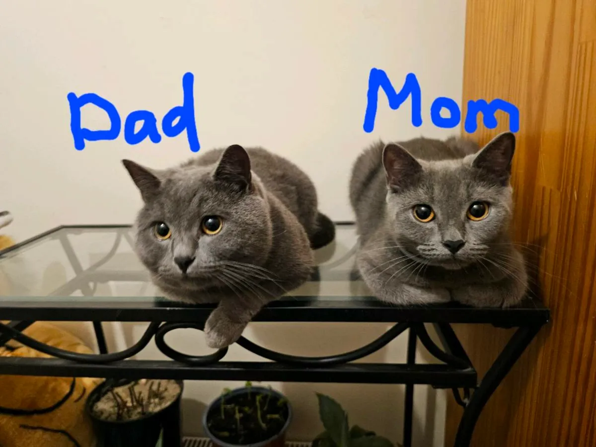 British Shorthair Kittens - Image 3
