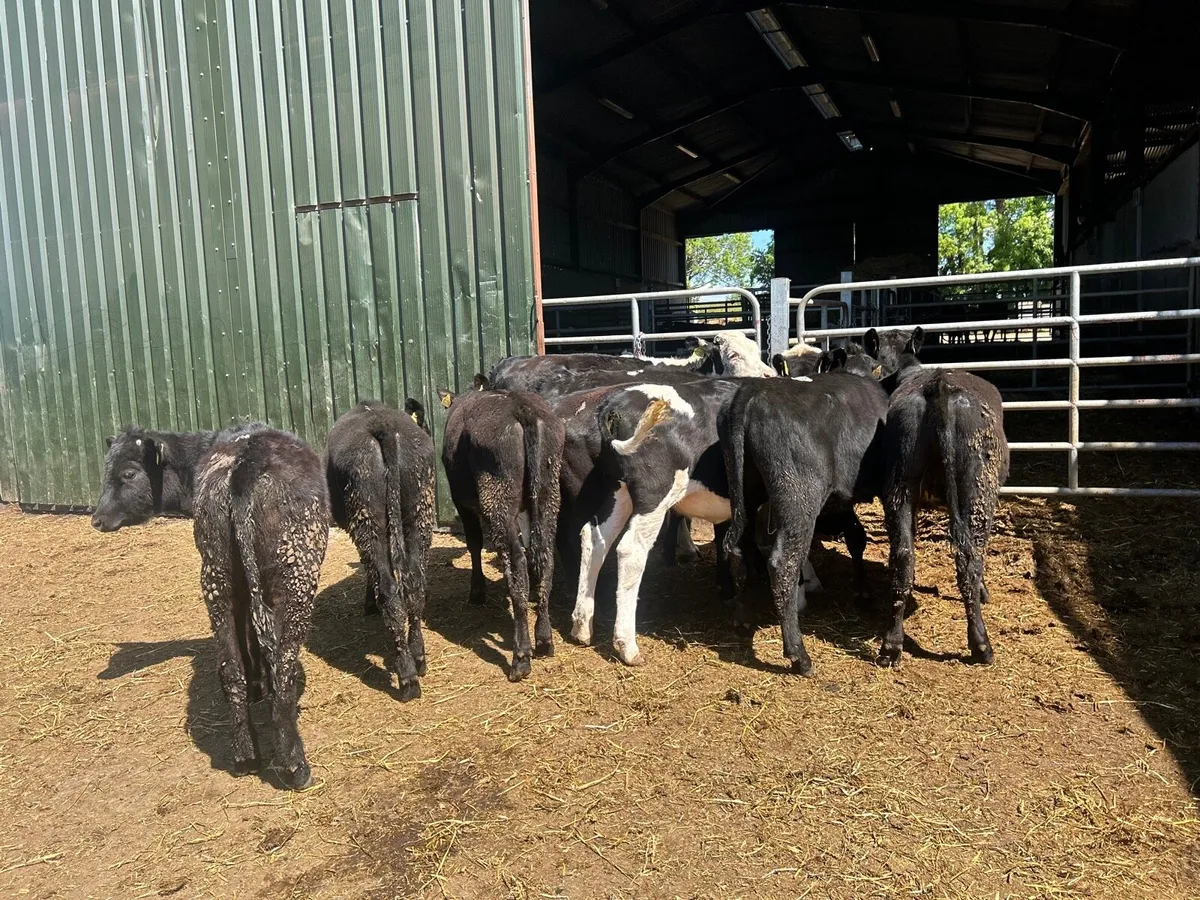 12 super  Angus  and Hereford yearling heifers - Image 1