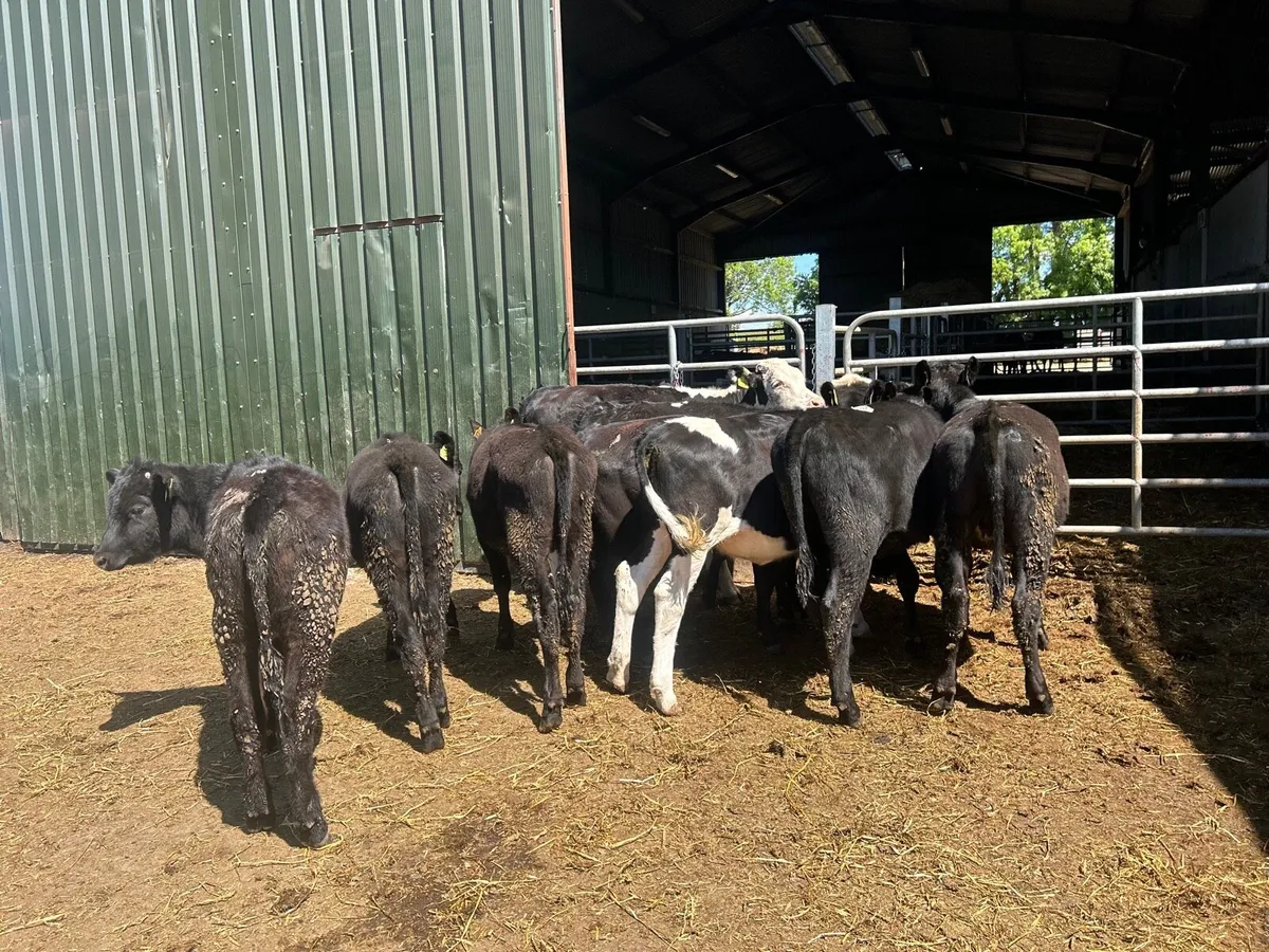 12 super  Angus  and Hereford yearling heifers - Image 2