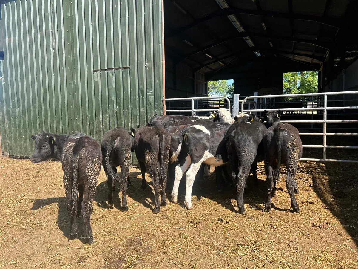 12 super  Angus  and Hereford yearling heifers - Image 3