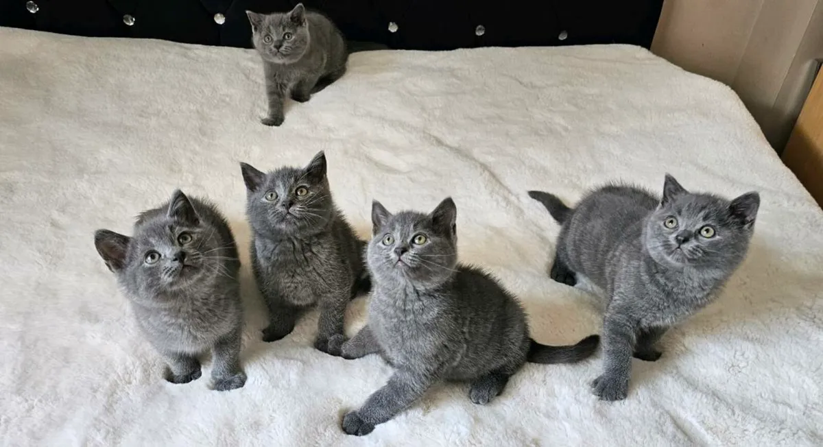 Kittens - Image 1