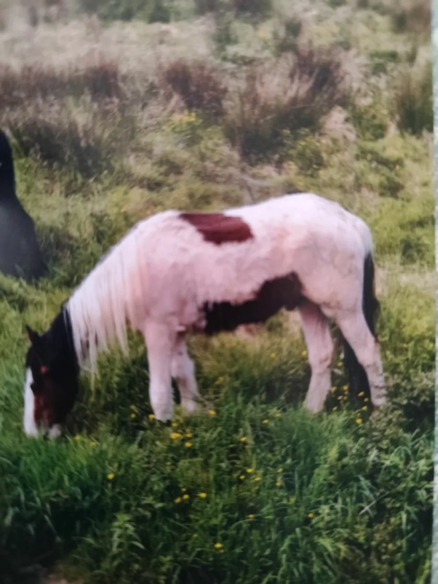 Horses - Image 1