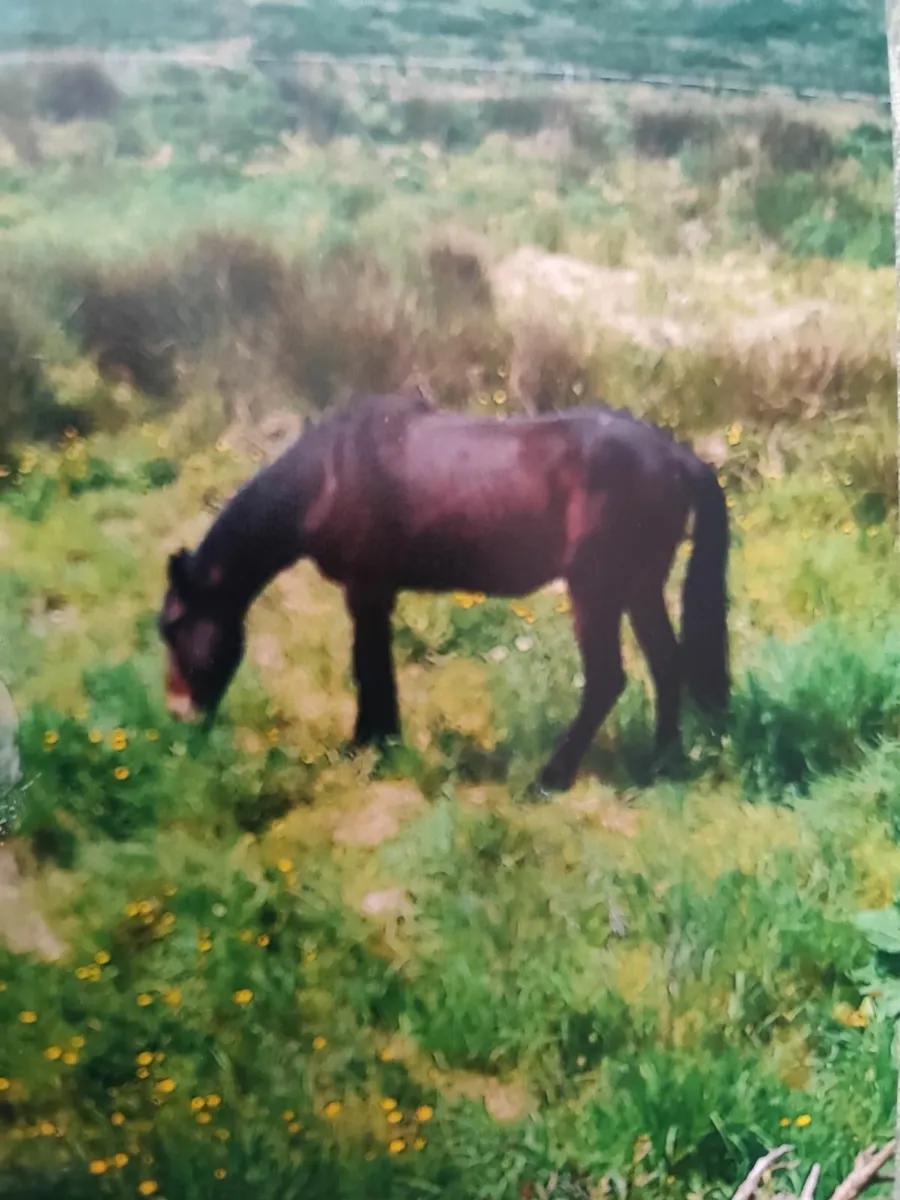 Horses - Image 2