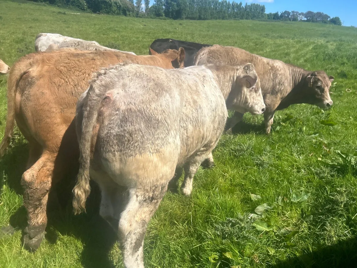 Super 420 kg charlaois bullocks - Image 1