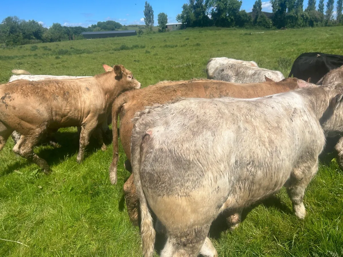 Super 420 kg charlaois bullocks - Image 2