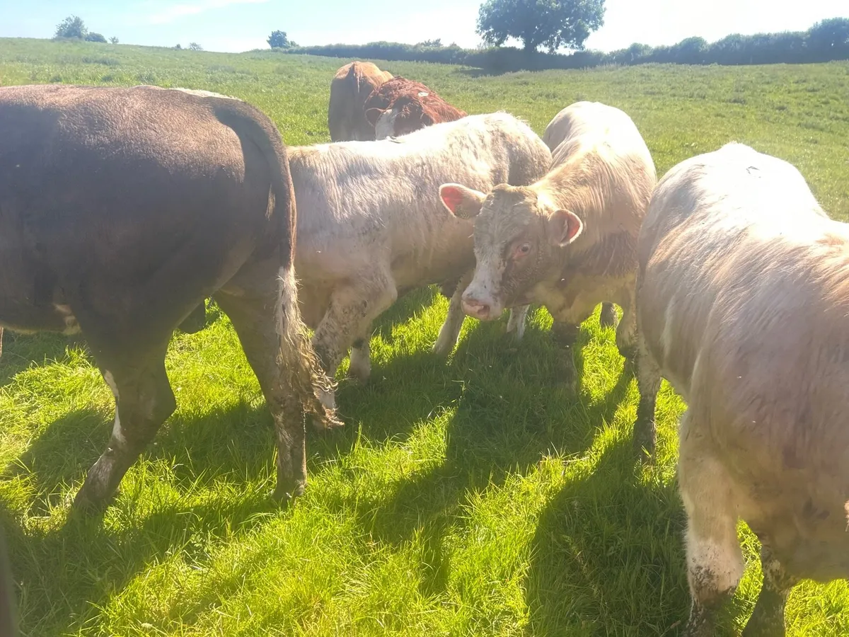 Super 420 kg charlaois bullocks - Image 3