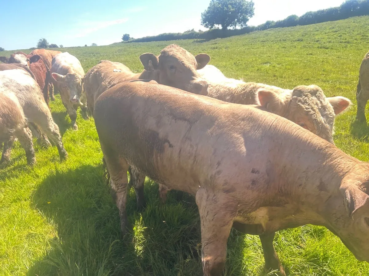 Super 420 kg charlaois bullocks - Image 4