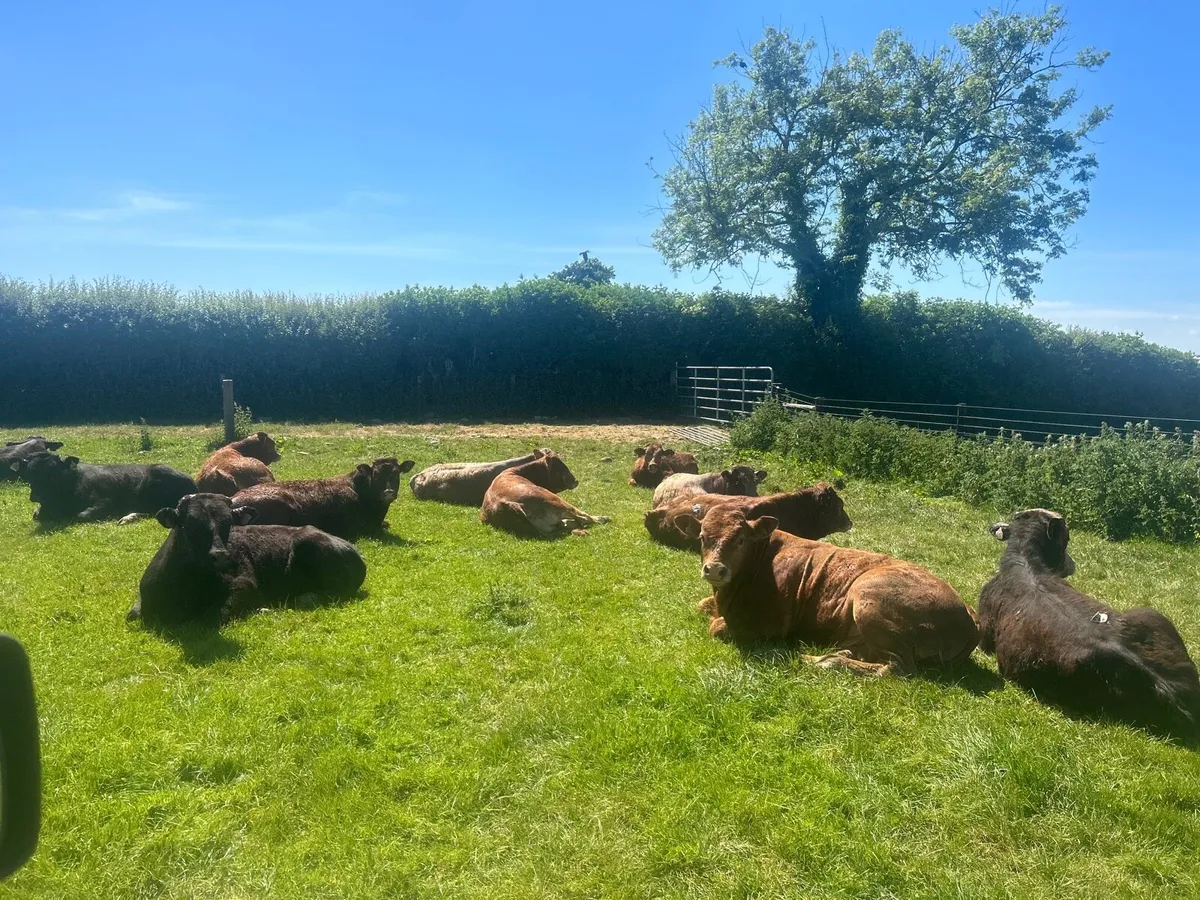 16 super limousin store  bullocks - Image 1