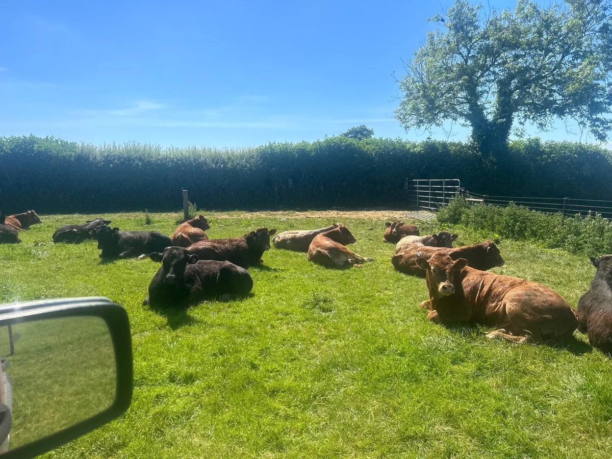 16 super limousin store  bullocks - Image 3