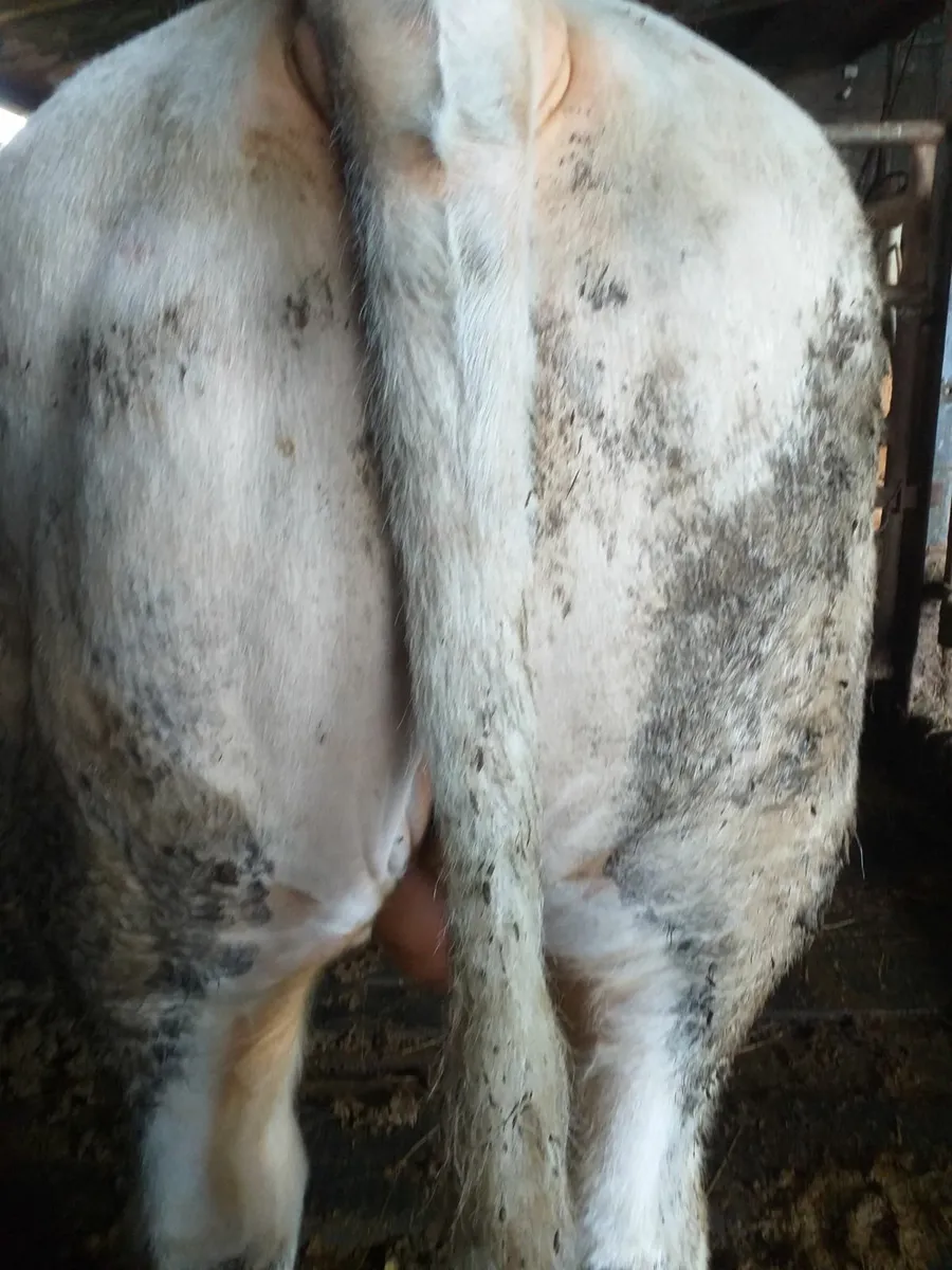 Pedigree Charolais Bulls - Image 1