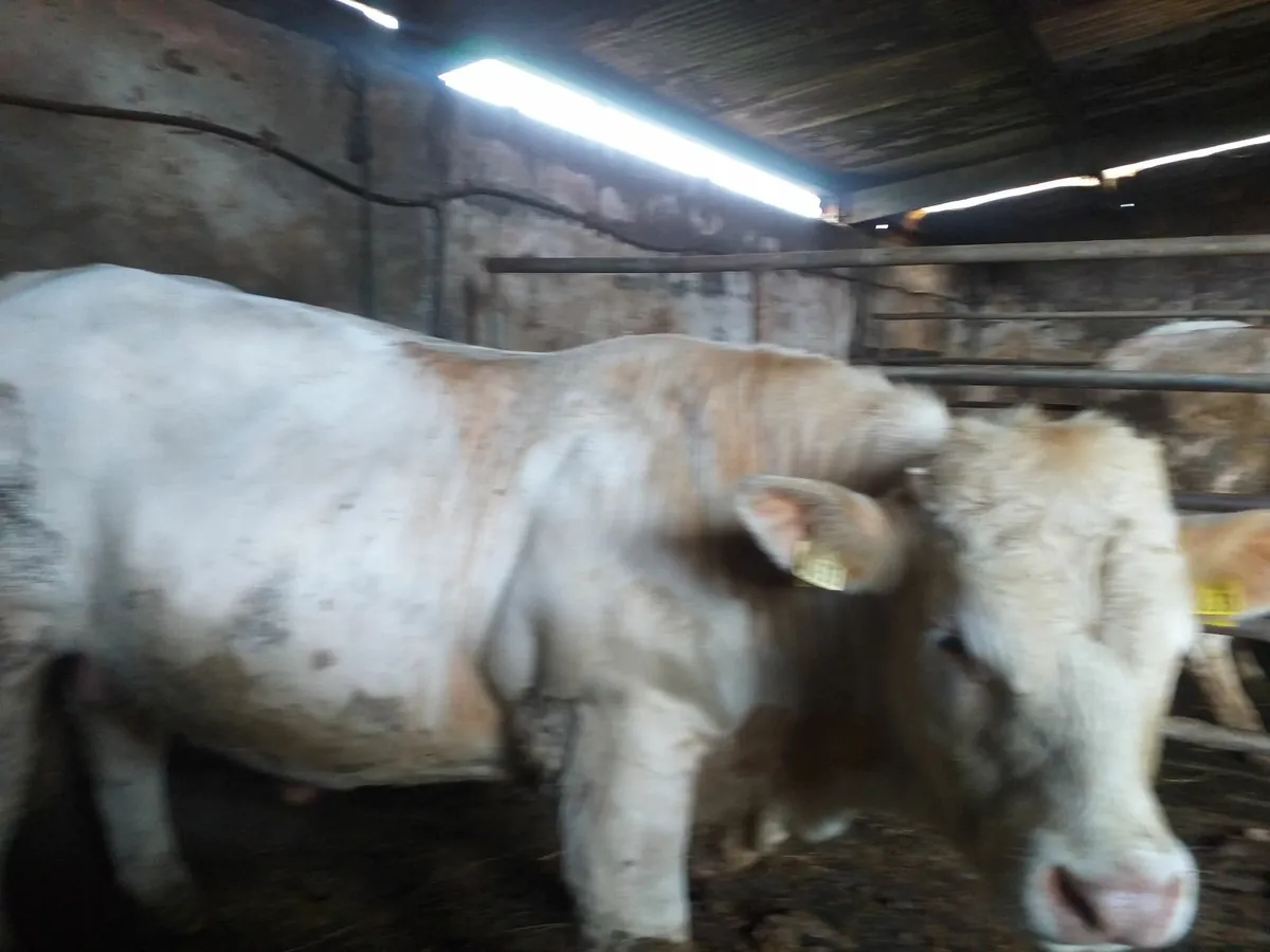 Pedigree Charolais Bulls - Image 2