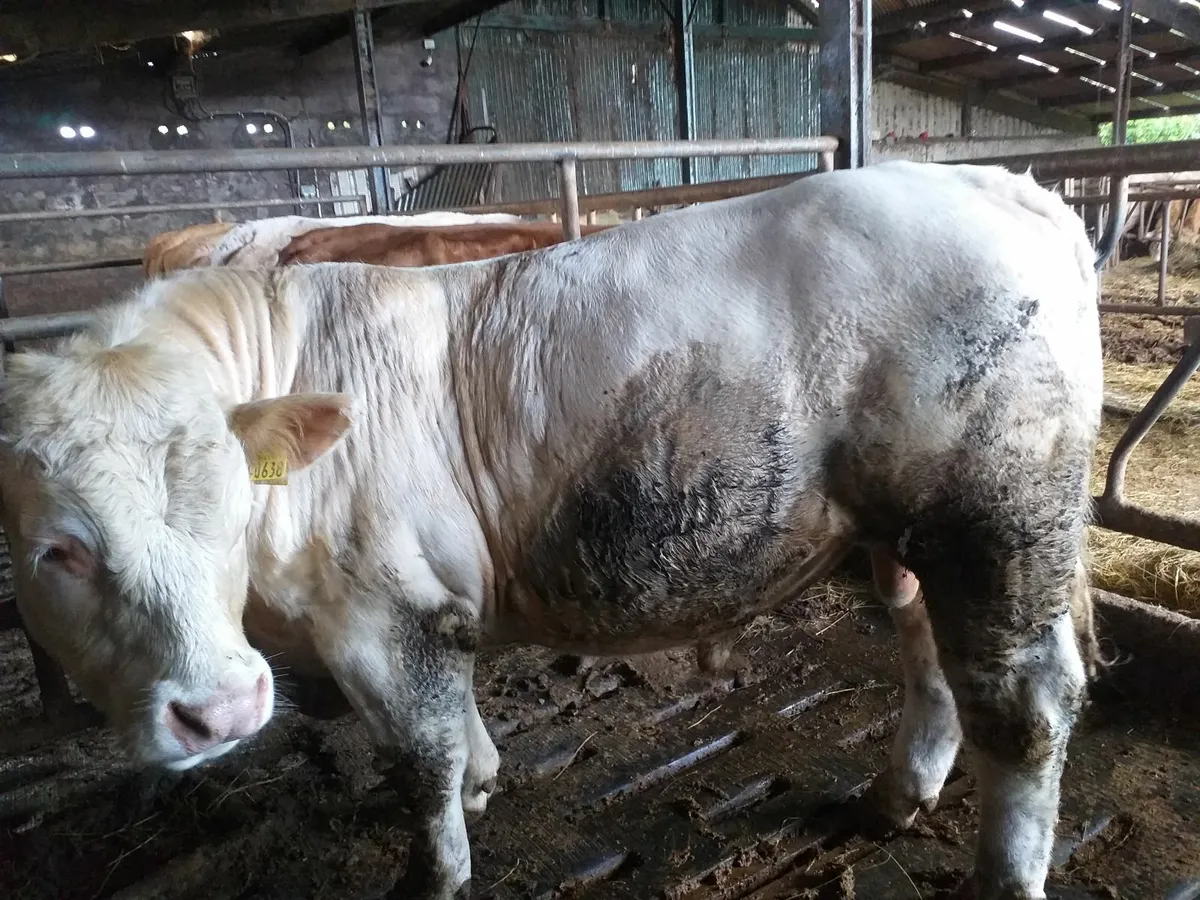 Pedigree Charolais Bulls - Image 3