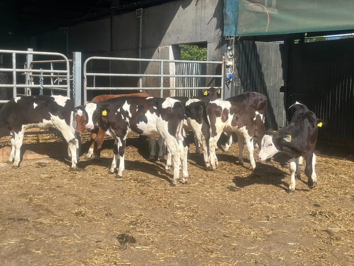 20 super  weaned  British Frisian bulls - Image 1