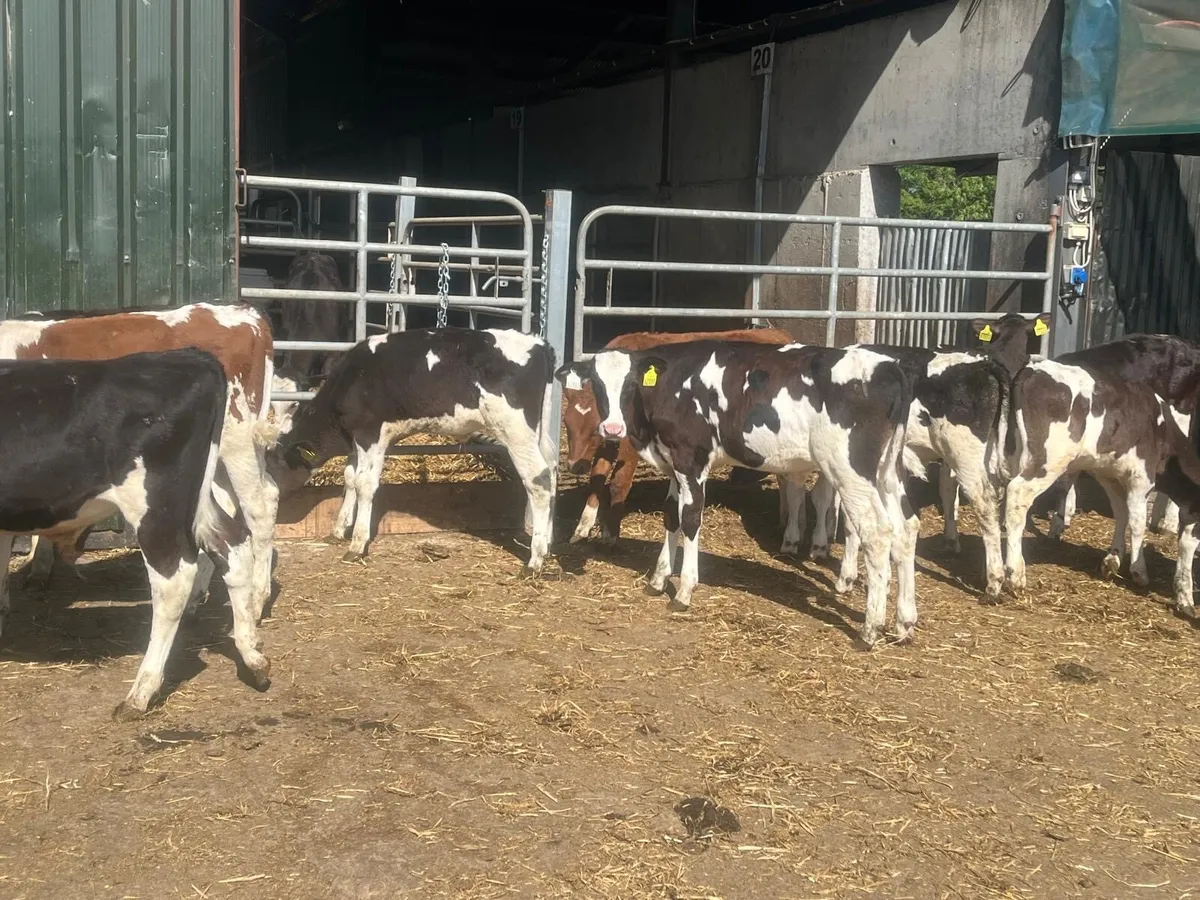 20 super  weaned  British Frisian bulls - Image 2