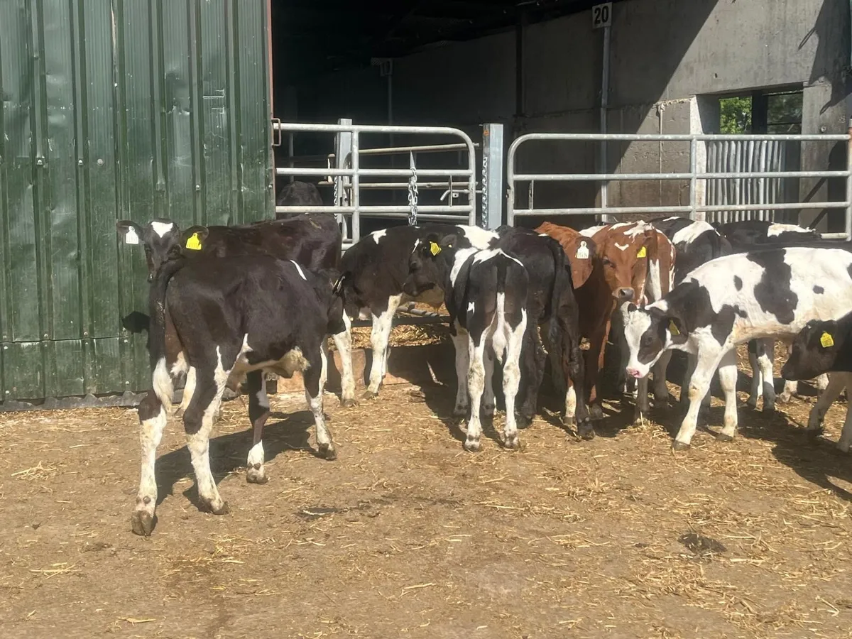 20 super  weaned  British Frisian bulls - Image 3