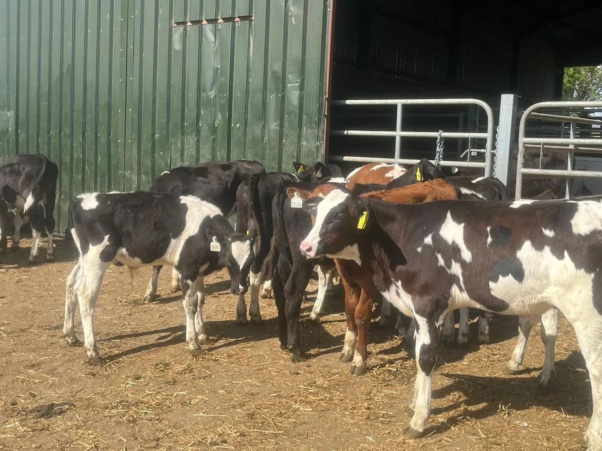 20 super  weaned  British Frisian bulls - Image 4