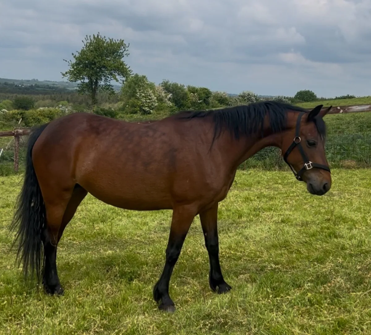 Connemara mare 14.2hh - Image 1