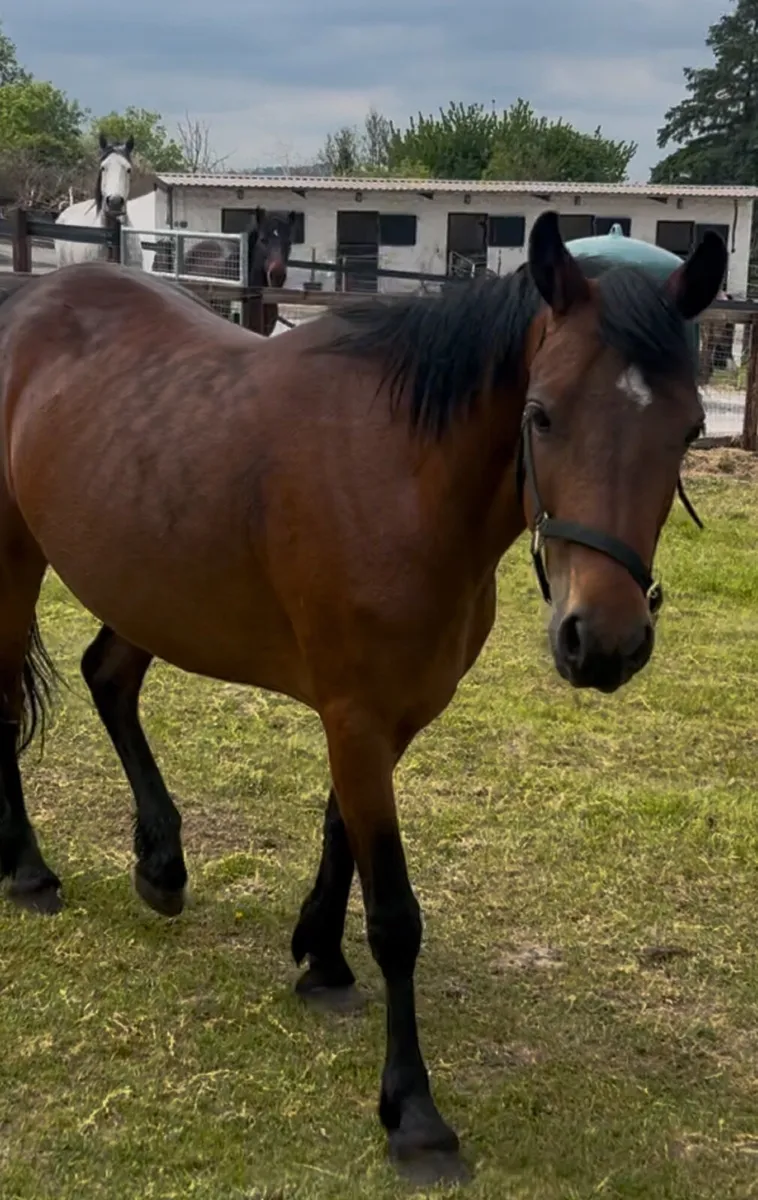 Connemara mare 14.2hh - Image 2